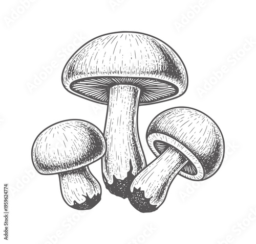 Three black and white mushrooms with textured caps and stems fungus food nature organic