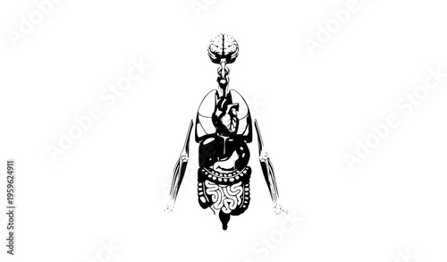 Human Organs Anatomy Vector Illustration – Internal Body Systems Diagram Isolated on White