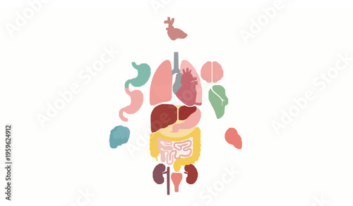 Flat Human Anatomy Organs Diagram – Educational Body System Vector Illustration