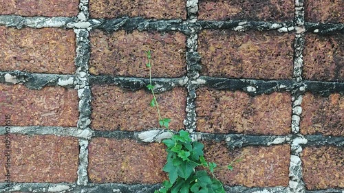 The ivy gourd vine climbs over the fence.