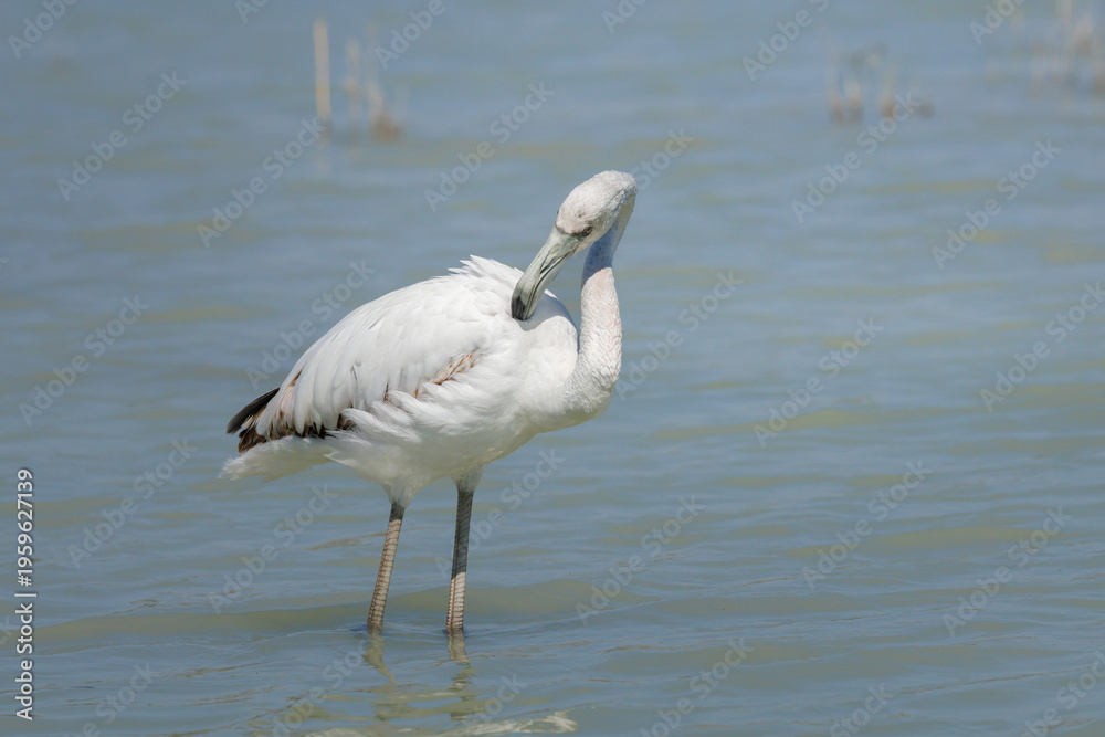 Fototapeta premium Juvenil de flamenco común (Phoenicopterus roseus) acicalándose en el agua en El Hondo, Crevillent, España