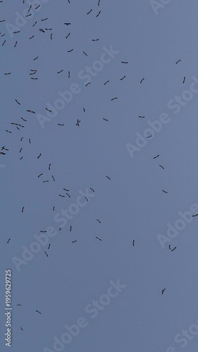 High resolution 4K video of Large Flock of Storks Migrating Across Clear Blue Sky – Seasonal Bird Migration in Natural Air Currents