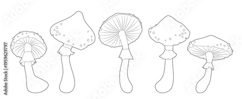Vector illustration. Fly agarics of different sizes. Mushroom set.	
