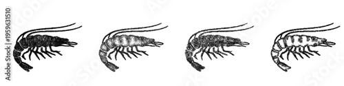 Sketch krill icon design set