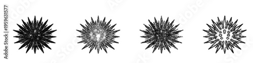 Sketch sea urchin icon design set