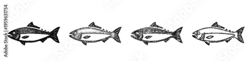 Sketch salmon icon design set