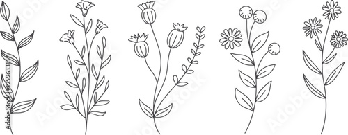 Hand-drawn Wildflowers and Seed Pods Collection Delicate Botanical Line Art Isolated on White Minimalist Style