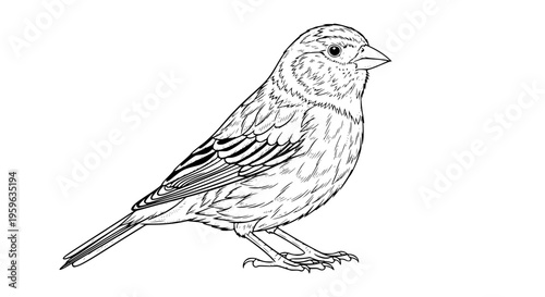 Bright canary bird vector, small pet with vibrant plumage for design projects