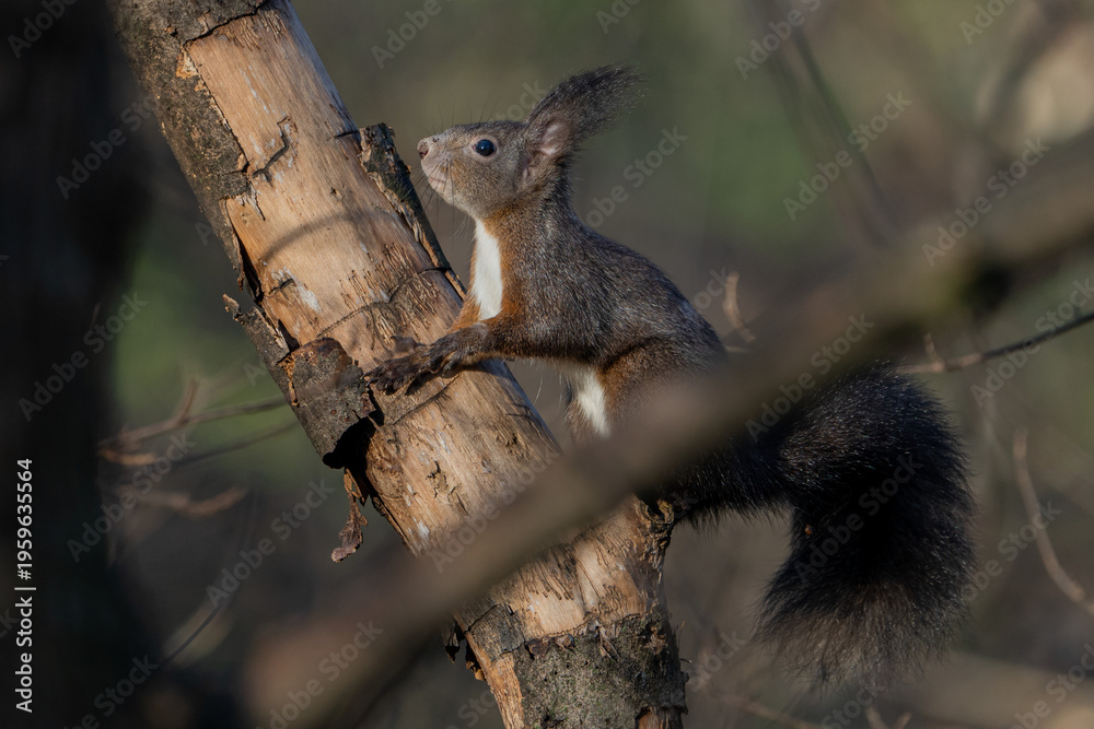 Obraz premium Squirrel on a tree.