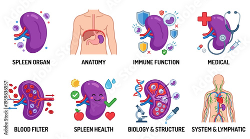 A vector illustration shows the human spleen organ and its anatomy with immune function in a medical context.