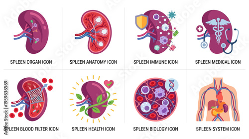 Detailed vector illustrations of spleen anatomy and icons for educational purposes in medical settings.