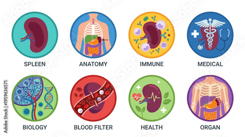 The human spleen plays a vital role in filtering blood vector graphics for educational purposes in anatomy and biology classes.