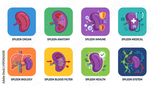 Vector illustrations of human spleen anatomy and functions in a medical context with detailed icons