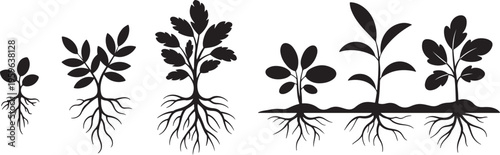 Set of Growing Plant Silhouettes with Roots and Leaves – Botanical Black and White Vector Illustration