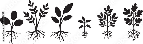 Set of Growing Plant Silhouettes with Roots and Leaves – Botanical Black and White Vector Illustration
