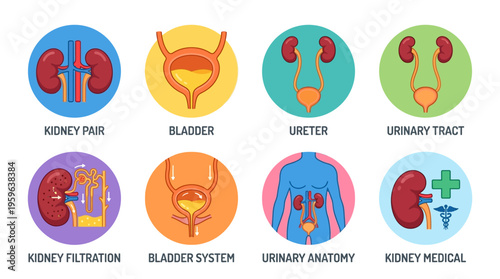 Vector illustration of human kidney pair, bladder system, and urinary tract in a medical context showing anatomy.