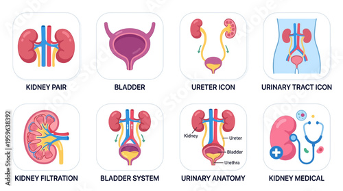 Vector illustrations of human kidney pair, bladder, ureter icon, urinary tract, filtration, and medical anatomy in a detailed vector graphic.