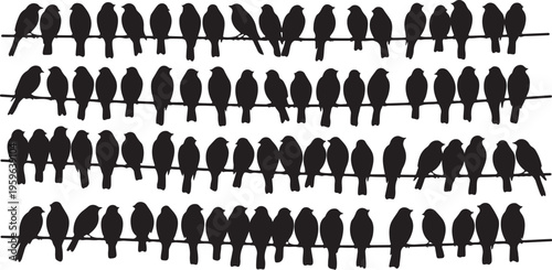 Many black birds sitting on multiple thin wires together