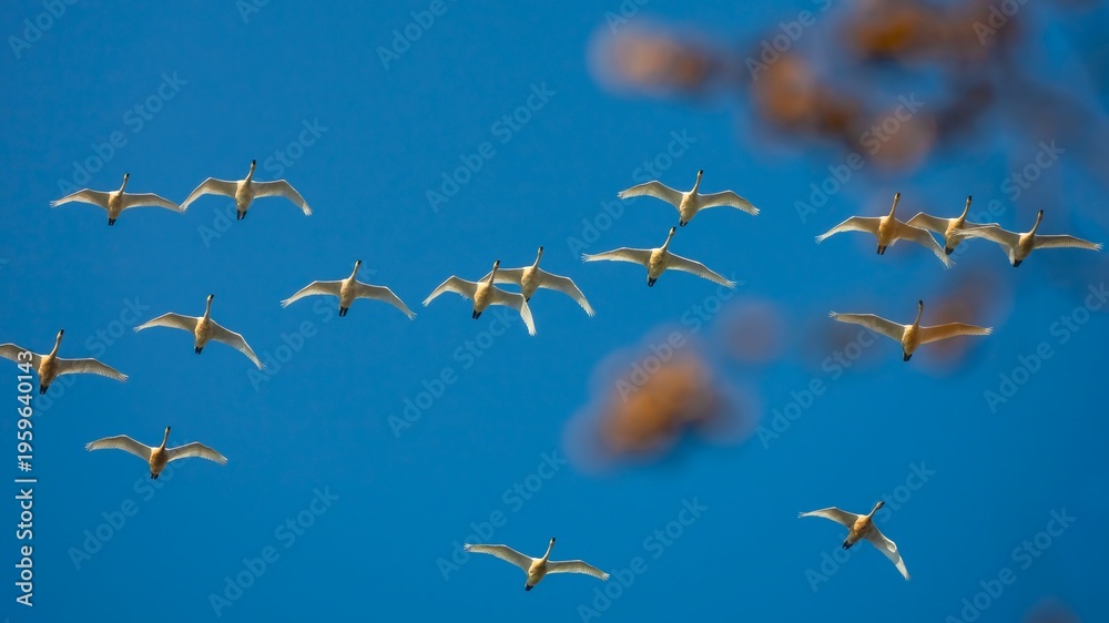 Fototapeta premium bee on a blue sky