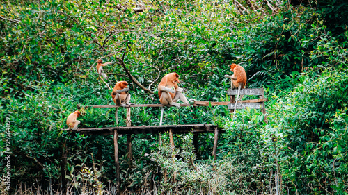 Tableau sur toile A group of proboscis monkeys (Nasalis larvatus) sitting on a wooden platform in South Kalimantan jungle