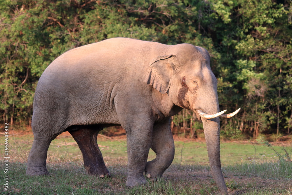 Fototapeta premium A rare and powerful sighting of a mature wild Asian bull elephant (Tusker) in the state of Musth. Observe the visible secretion from the tempo, a sign of heightened testosterone and dominance. 