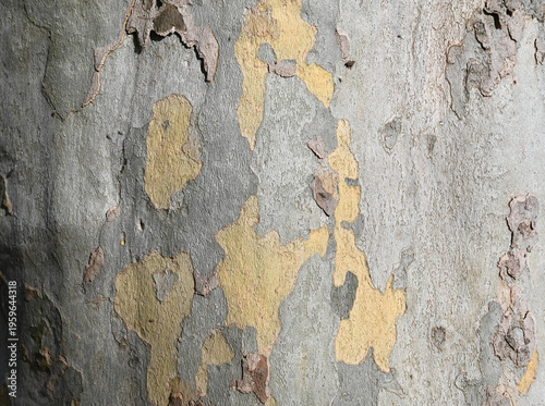 Sycamore Bark Exfoliating Texture