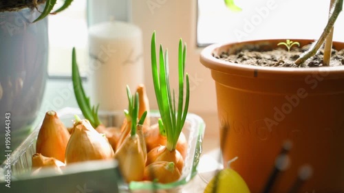 Wallpaper Mural Green onion growing on windowsill on sunny spring day Torontodigital.ca