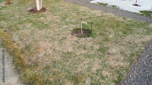 Wallpaper Mural Lawn after winter with flattened dry grass. Lawn grass condition in spring Torontodigital.ca