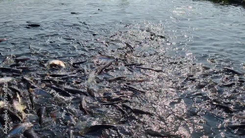 LocalThai central business. Pangasius fish are highly profitable in central Thailand. Pangasius fish are highly profitable in central Thailand. animal, work, bait, fish farm, hypophthalmus