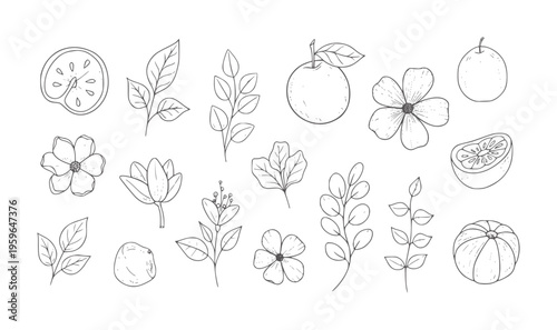 Hand drawn botanical and fruits white outline