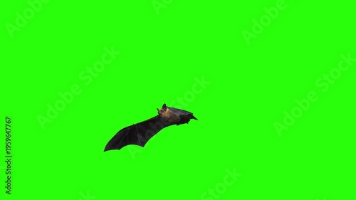 Flying bats in the sky with green screen or chroama key video background