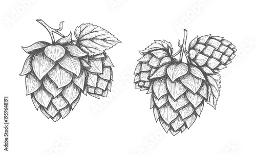 Two vintage style hop cones with leaves white plant leaf