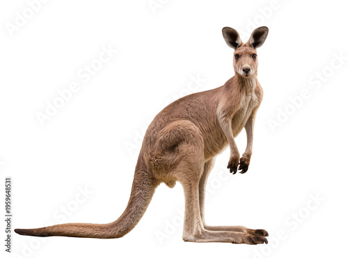 Majestic adult kangaroo standing upright, looking directly at the viewer, an iconic Australian marsupial isolated PNG on transparent background, perfect for wildlife projects