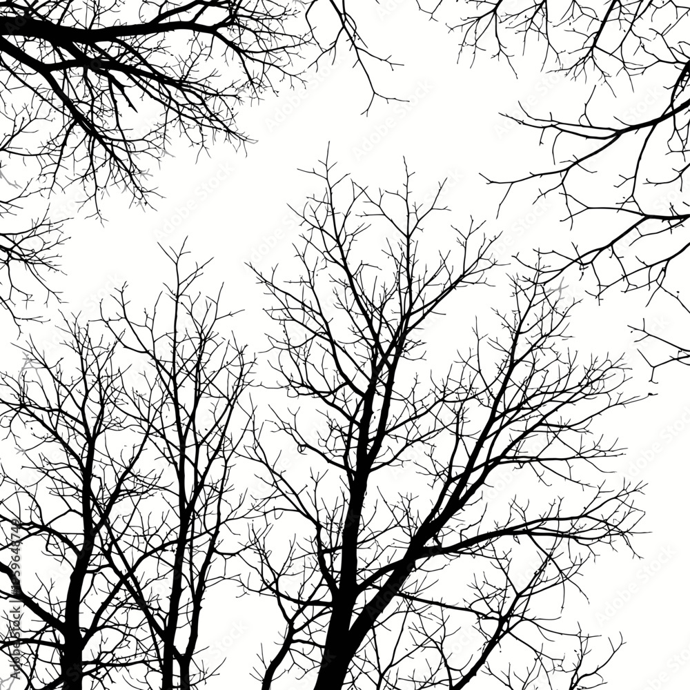 Fototapeta premium Silhouetted Tree Branches Against a Bright White Sky.