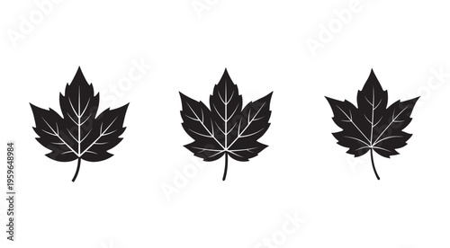 Set of three black maple leaves with white veins on white background  leaves have different shapes and sizes