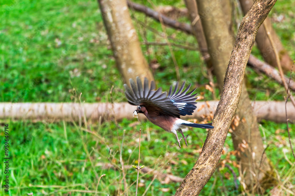 Obraz premium Eurasian Jay Taking Off from Branch with Wings Spread in Woodland