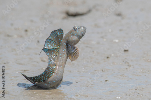 Wallpaper Mural 求愛のジャンプをするムツゴロウ Torontodigital.ca