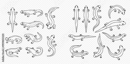 Set of black and white outline drawings of various newts and salamanders in different poses, isolated on a transparent background.