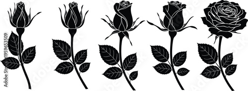Rose flower silhouettes collection botanical floral elements romantic bloom detailed engraving style black vector illustration set isolated design