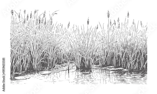 Dense reeds and lily pads calm water surface in monochrome grass