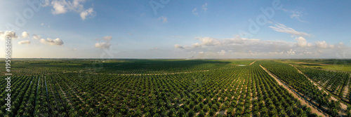 Aerial view of oil palm plantation in Kuala Penyu, Sabah, Malaysia.