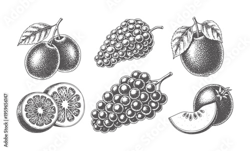 Vintage fruit and vegetable with grapes oranges plums and tomato