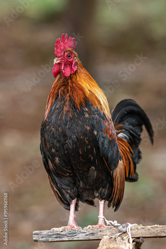 rooster in the farm