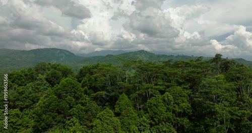 Wallpaper Mural Mountain valley covered with green forest and woodland. Mindanao, Philippines. Torontodigital.ca