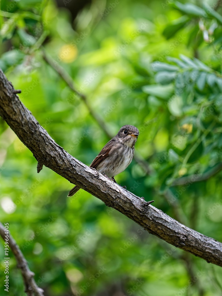 Fototapeta premium sparrow on a branch