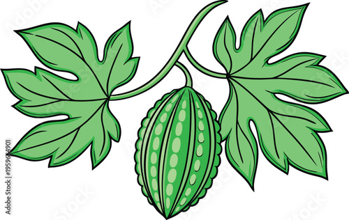 Fresh Bitter Gourd Vegetable Illustration. Green Bitter Gourd Organic Food Design. Bitter Gourd Isolated Healthy Vegetable. Momordica Charantia Fresh Produce Illustration. Tropical Bitter Gourd
