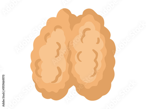 Human Thymus Gland Illustration