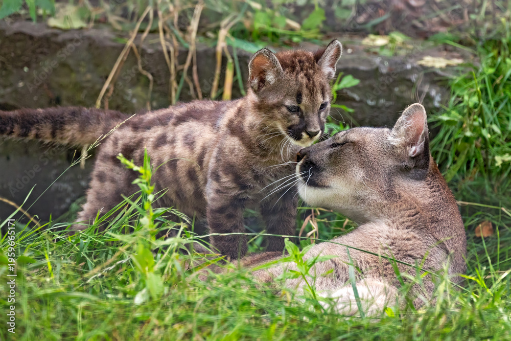 Obraz premium baby puma with his mother