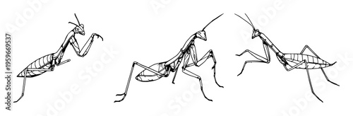 Praying mantis set with detailed line art and biological sketch style featuring a strike pose, intricate limb patterns, and white background with entomology and zoology