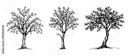 Oak tree set with hand-drawn, vintage sketch style featuring detailed leaves, sturdy trunk, natural organic shapes with rustic charm and botanical artwork